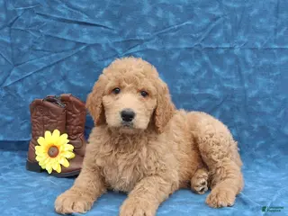 Goldendoodle dogs for sale: Jumper - Ad 3