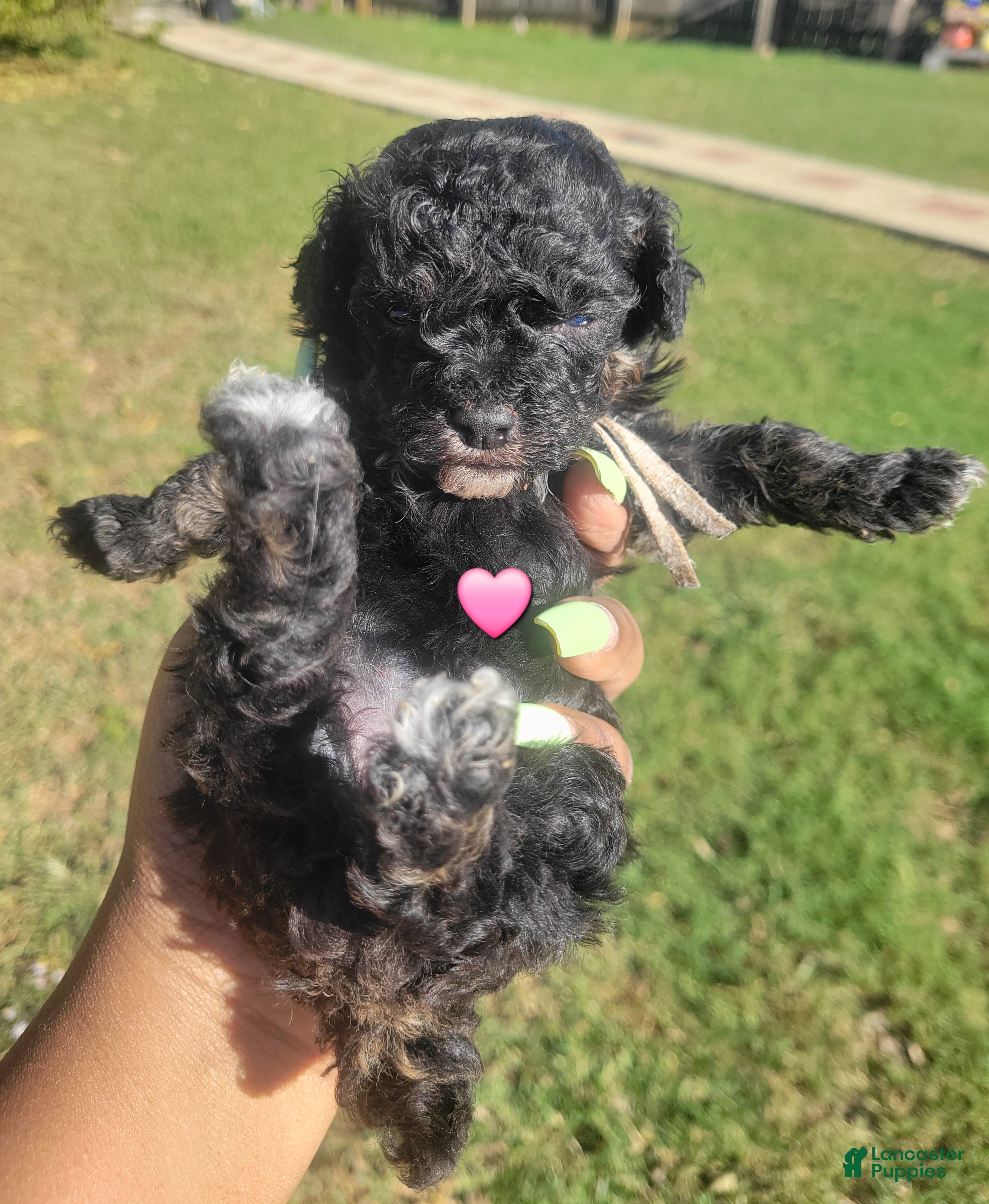 Toy Poodle dogs for sale: Toy Poodle 1 - Ad 1