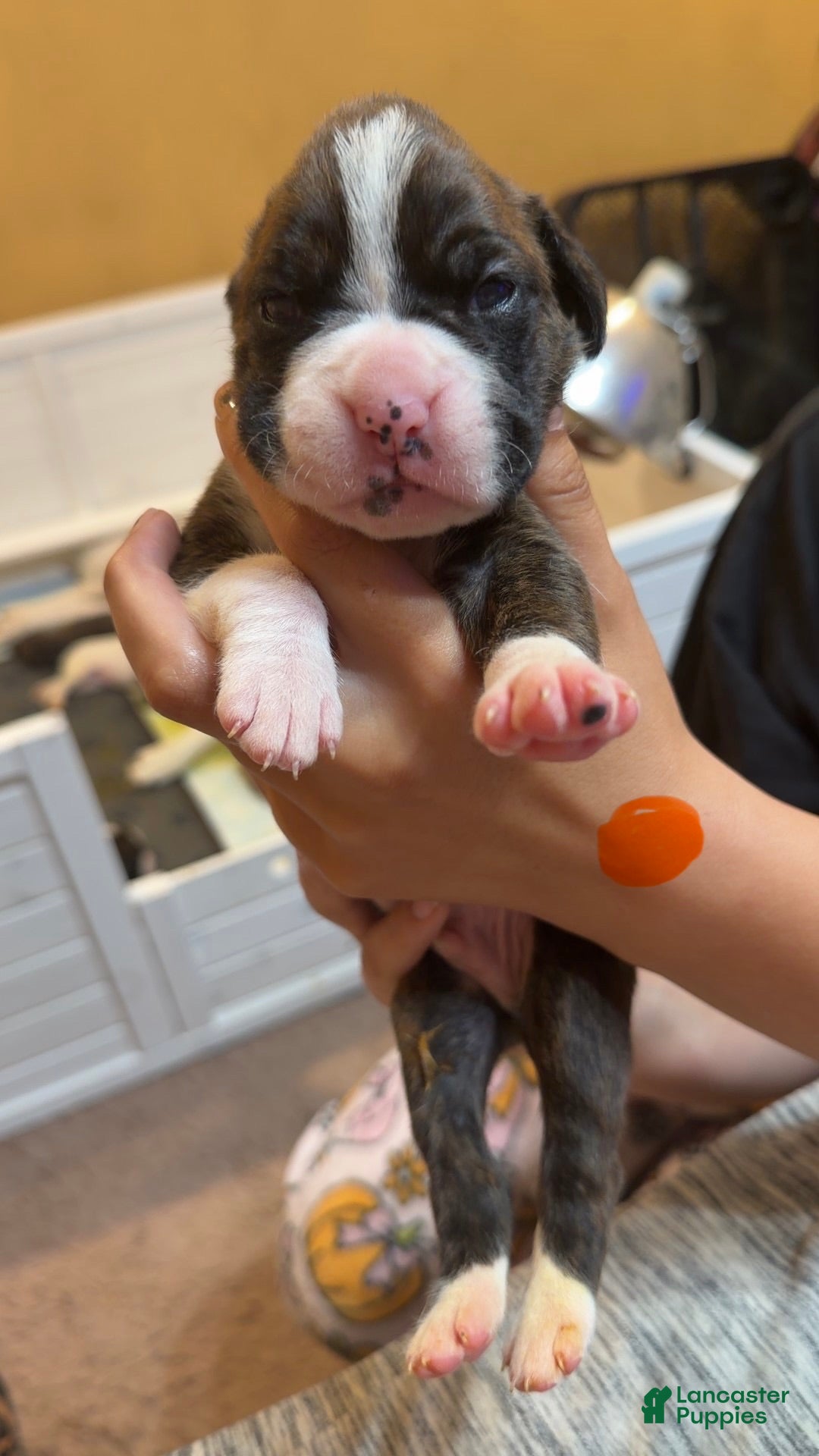 Boxer dogs Boxer 5 - Ad 2