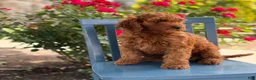Mini Goldendoodle dogs for sale: Cookie - Ad 7