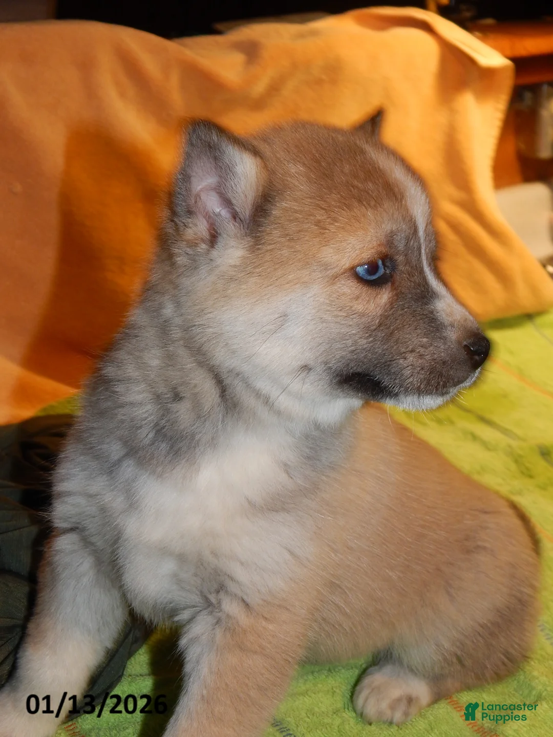 Pomsky dogs for sale: Ava  - Ad 5