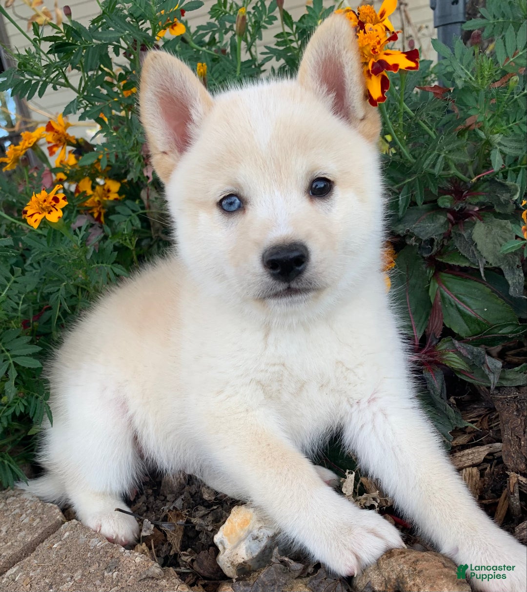 Alaskan Klee Kai dogs for sale: Tiny Mighty Thor - Ad 6