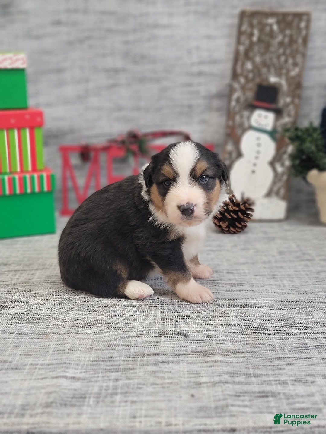 Miniature Australian Shepherd dogs for sale: Oden - Ad 1