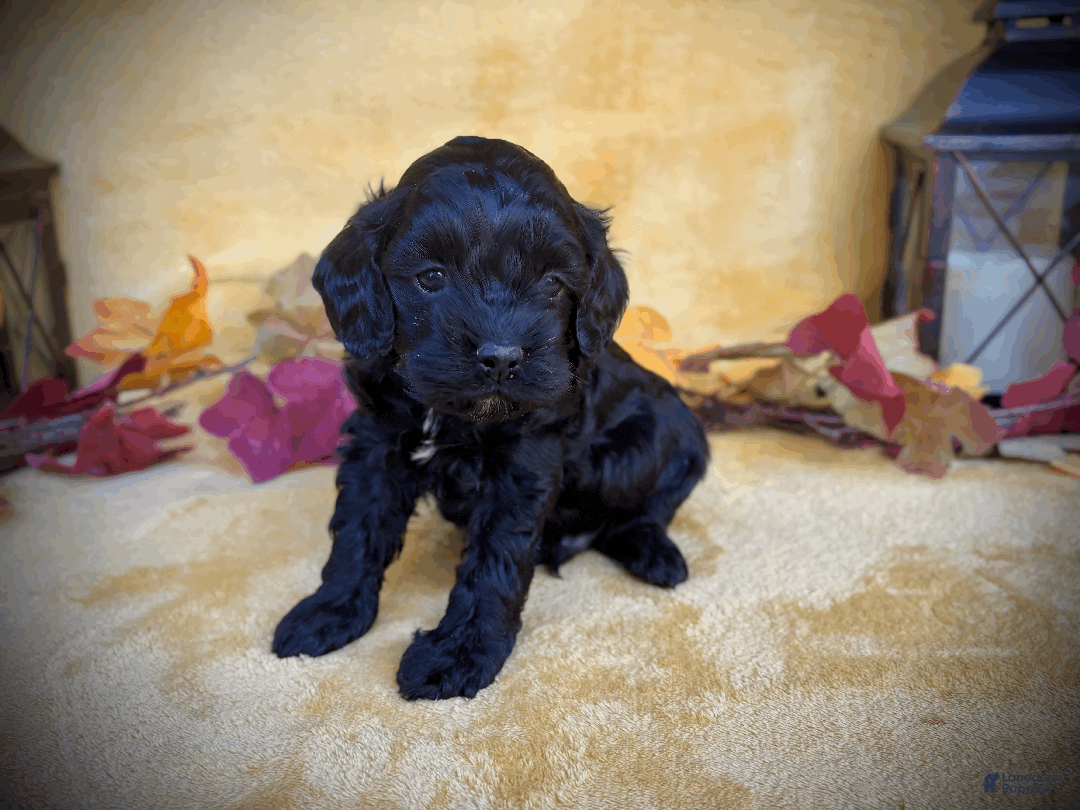 Cockapoo dogs for sale: Blaze - Ad 10