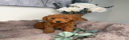 Mini Goldendoodle dogs for sale: Teddy 🧸 | Male Goldendoodle Puppy - Ad 2