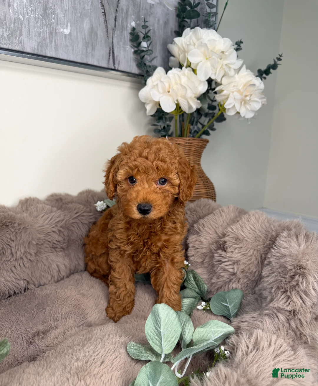 Mini Goldendoodle dogs for sale: Teddy 🧸 | Male Goldendoodle Puppy - Ad 2