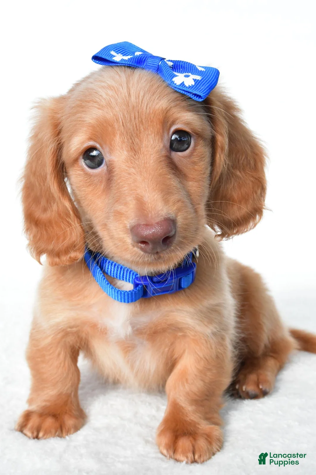 Miniature Dachshund dogs for sale: Dante - Ad 2