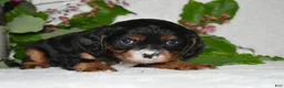 Cavalier King Charles Spaniel dogs for sale: Cavalier King Charles Spaniel 1 - Ad 8