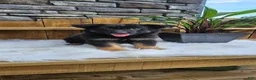 German Shepherd dogs for sale: German Shepherd 1 - Ad 11