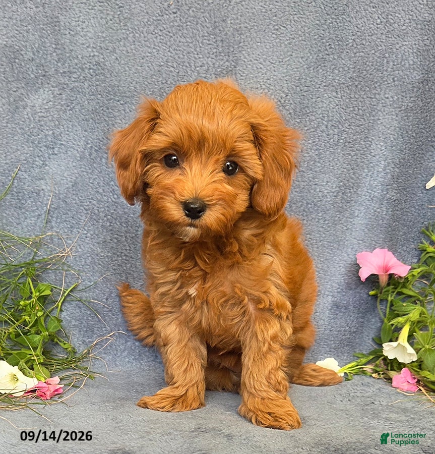 Cavapoo dogs Tessa - Ad 2
