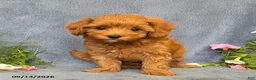 Cavapoo dogs for sale: Tessa - Ad 2