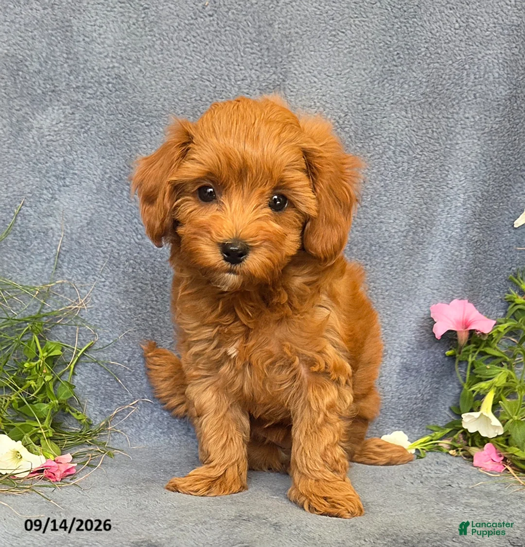 Cavapoo dogs for sale: Tessa - Ad 2