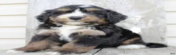 Bernedoodle dogs for sale: Roxie - Ad 3