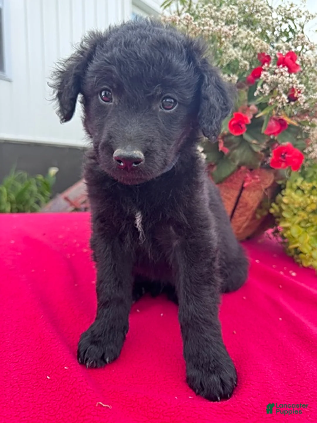 Mixed Breed dogs for sale: Rover - Ad 1