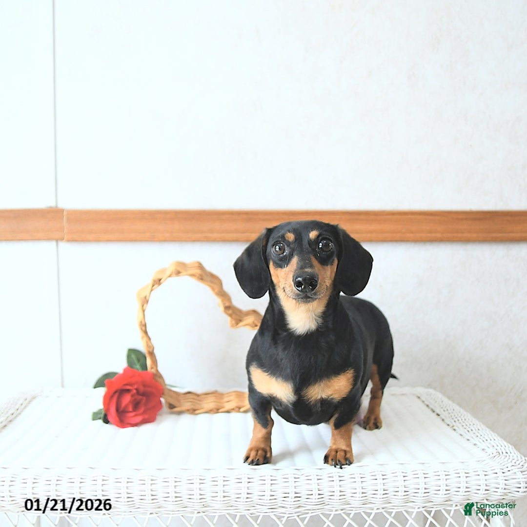 Miniature Dachshund dogs for sale: Valentine - Ad 6