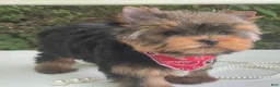Yorkshire Terrier dogs for sale: Cody - Ad 5