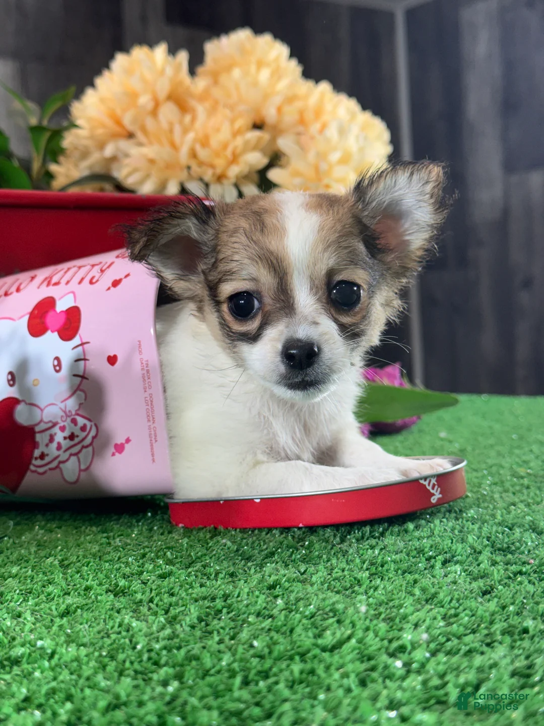 Chihuahua dogs for sale: Felicia - Ad 2