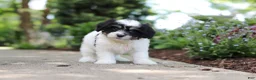 Cavachon dogs for sale: Dory - Ad 9