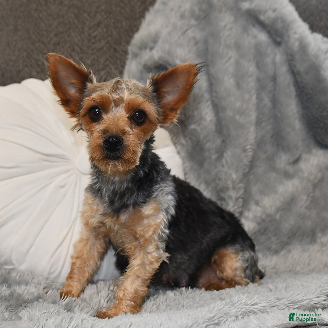 Yorkshire Terrier dogs for sale: Winston - Ad 21