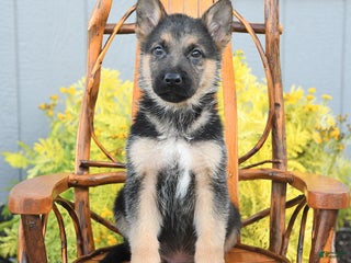 German Shepherd dogs - Ad 26