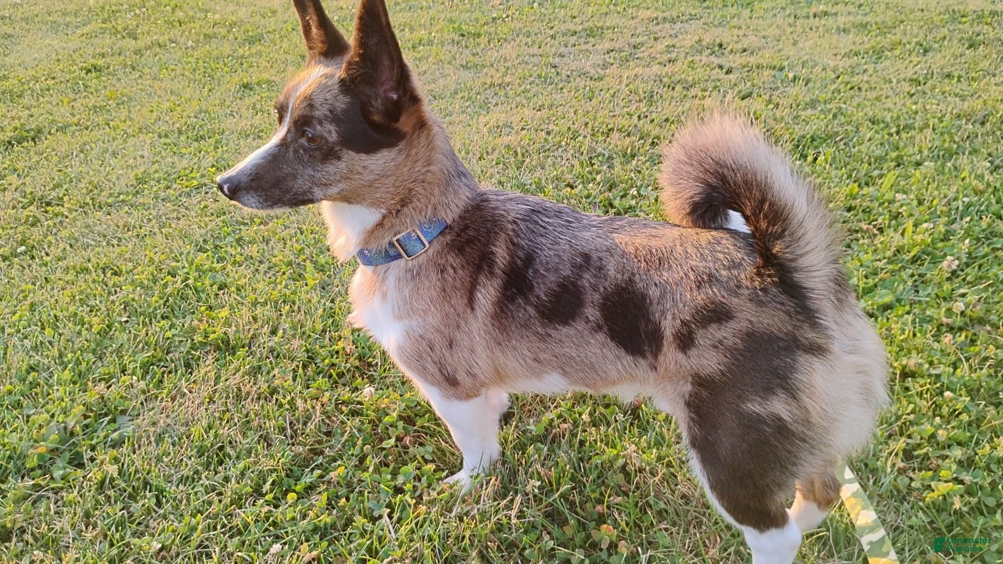 Mixed Breed dogs Camo - Ad 26