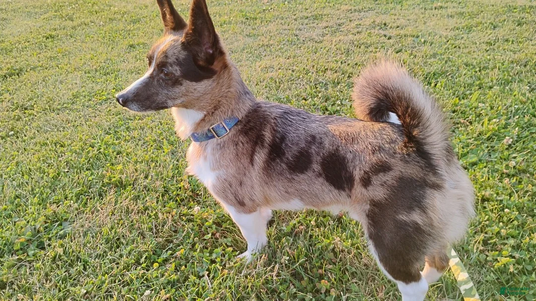 Mixed Breed dogs for sale: Camo - Ad 1