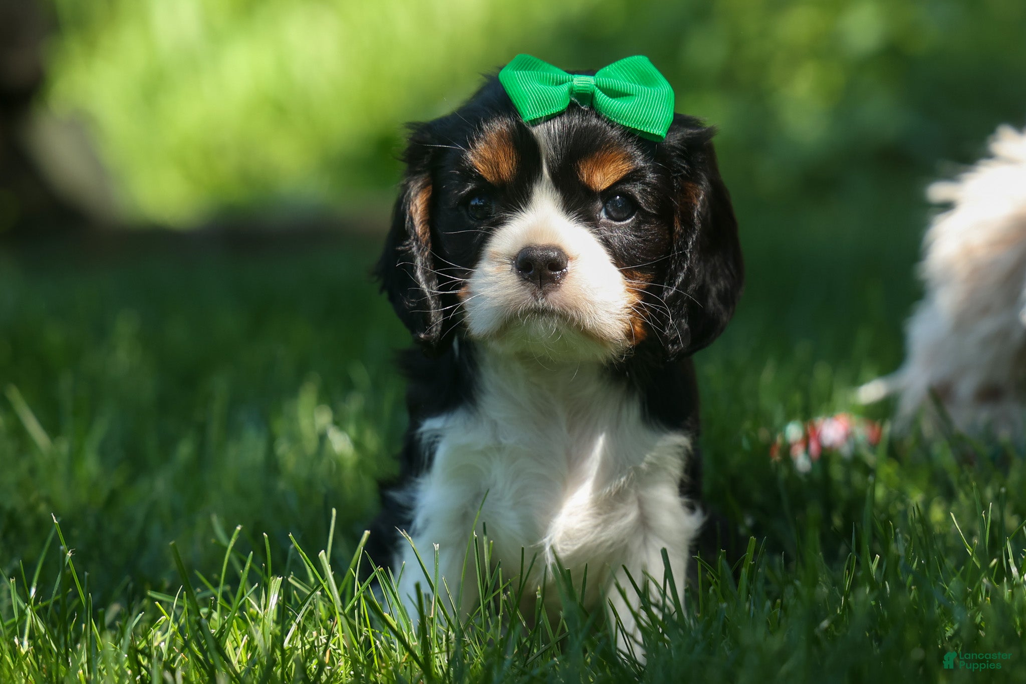 Cavalier King Charles Spaniel dogs Maxwell 🐾🐶 - Ad 1