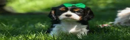 Cavalier King Charles Spaniel dogs for sale: Maxwell 🐾🐶 - Ad 1