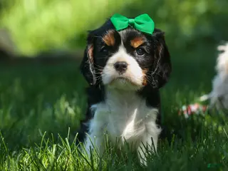 Cavalier King Charles Spaniel dogs for sale: Maxwell ๐พ๐ถ - Ad 1