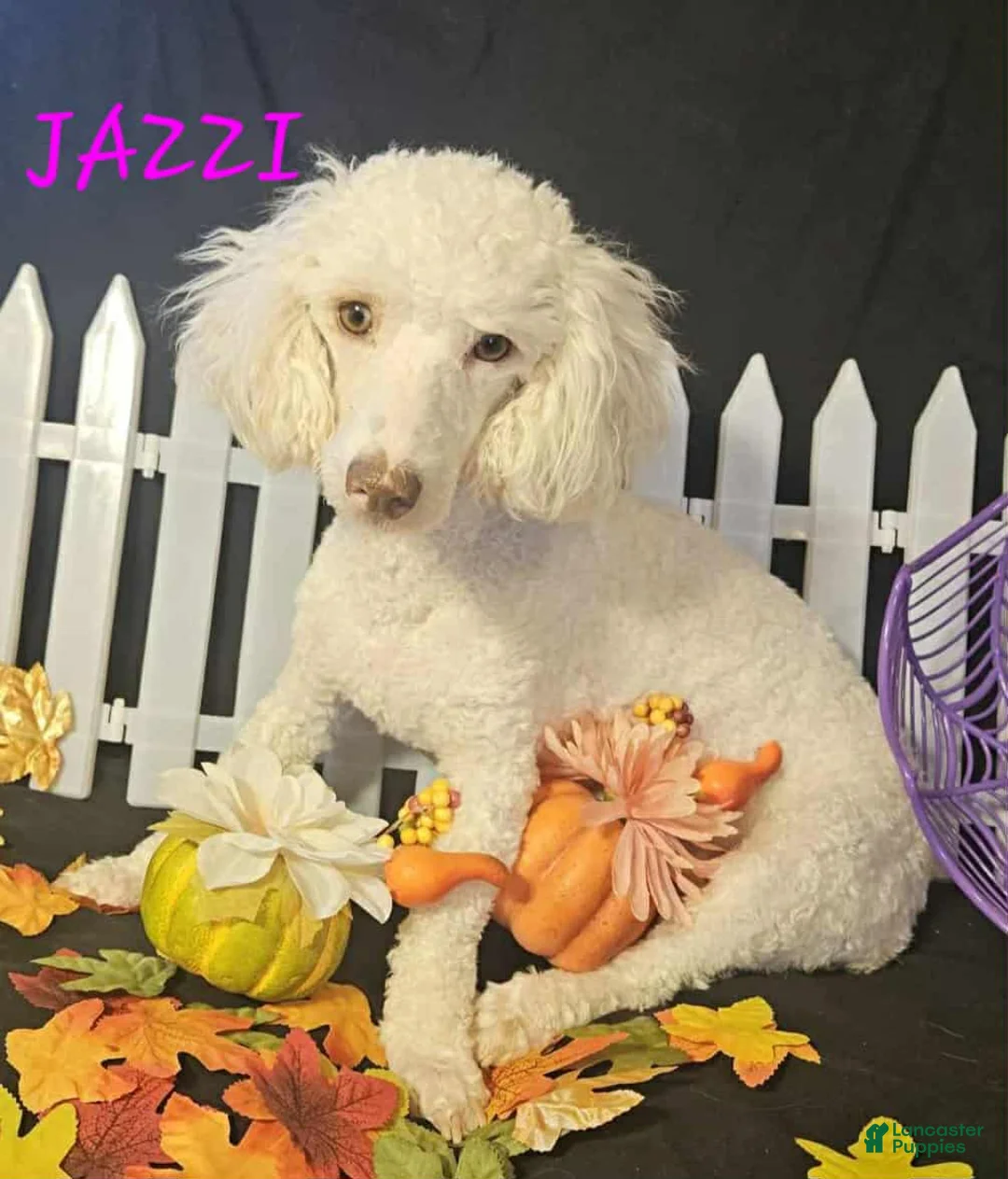 Miniature Poodle dogs for sale: Miniature Poodle Puppy 2 - Ad 7