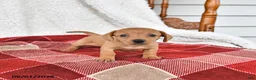 Miniature Dachshund dogs for sale: Annie - Ad 5