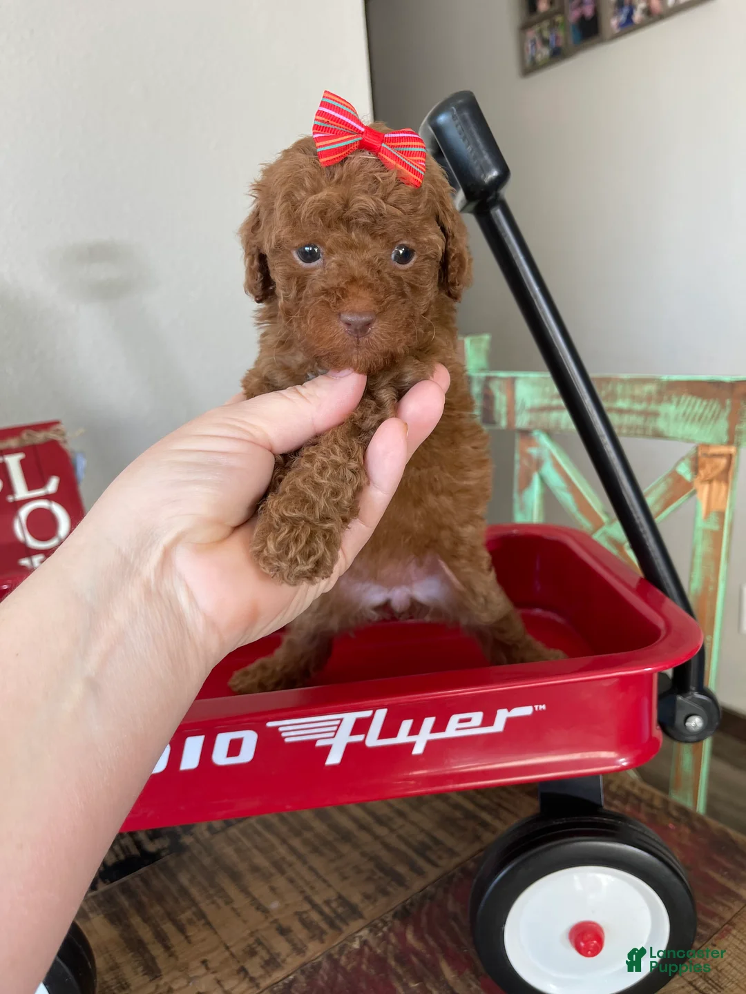 Toy Poodle dogs for sale: Akc Bred Color Red Red Bow - Ad 5