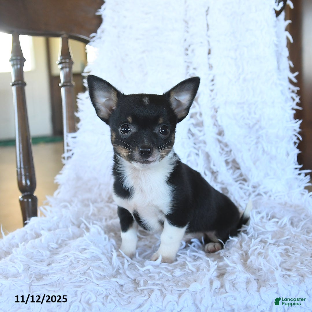 Chihuahua dogs for sale: Leo - Ad 2