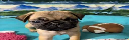 Pug dogs for sale: Birdie - Ad 4