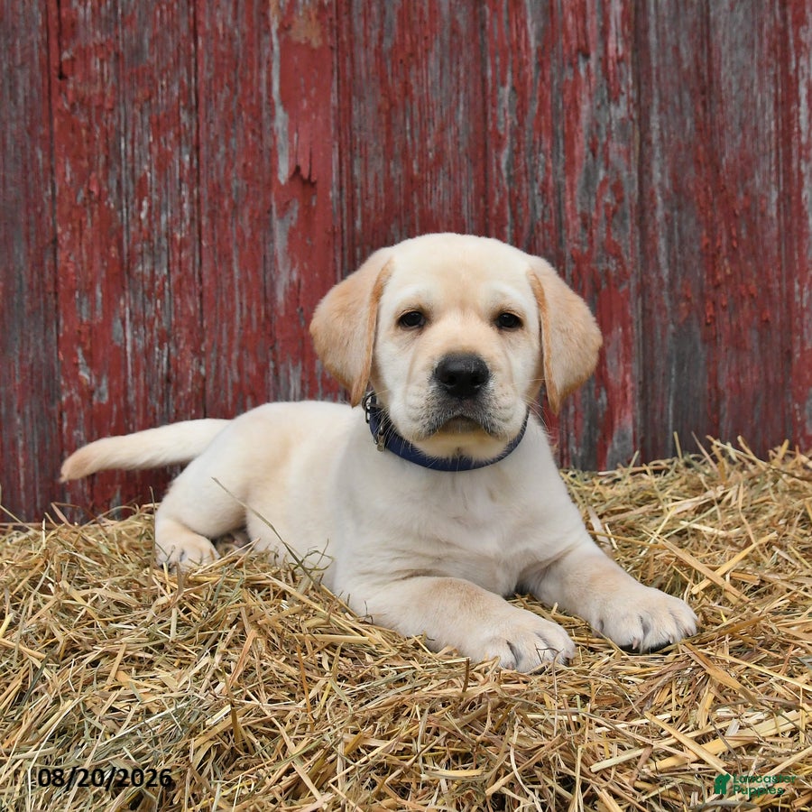 Labrador Retriever dogs Bruce - Ad 2