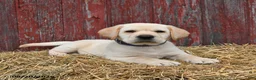 Labrador Retriever dogs for sale: Bruce - Ad 2