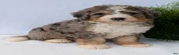 Mini Bernedoodle dogs for sale: Mini Baker  - Ad 37