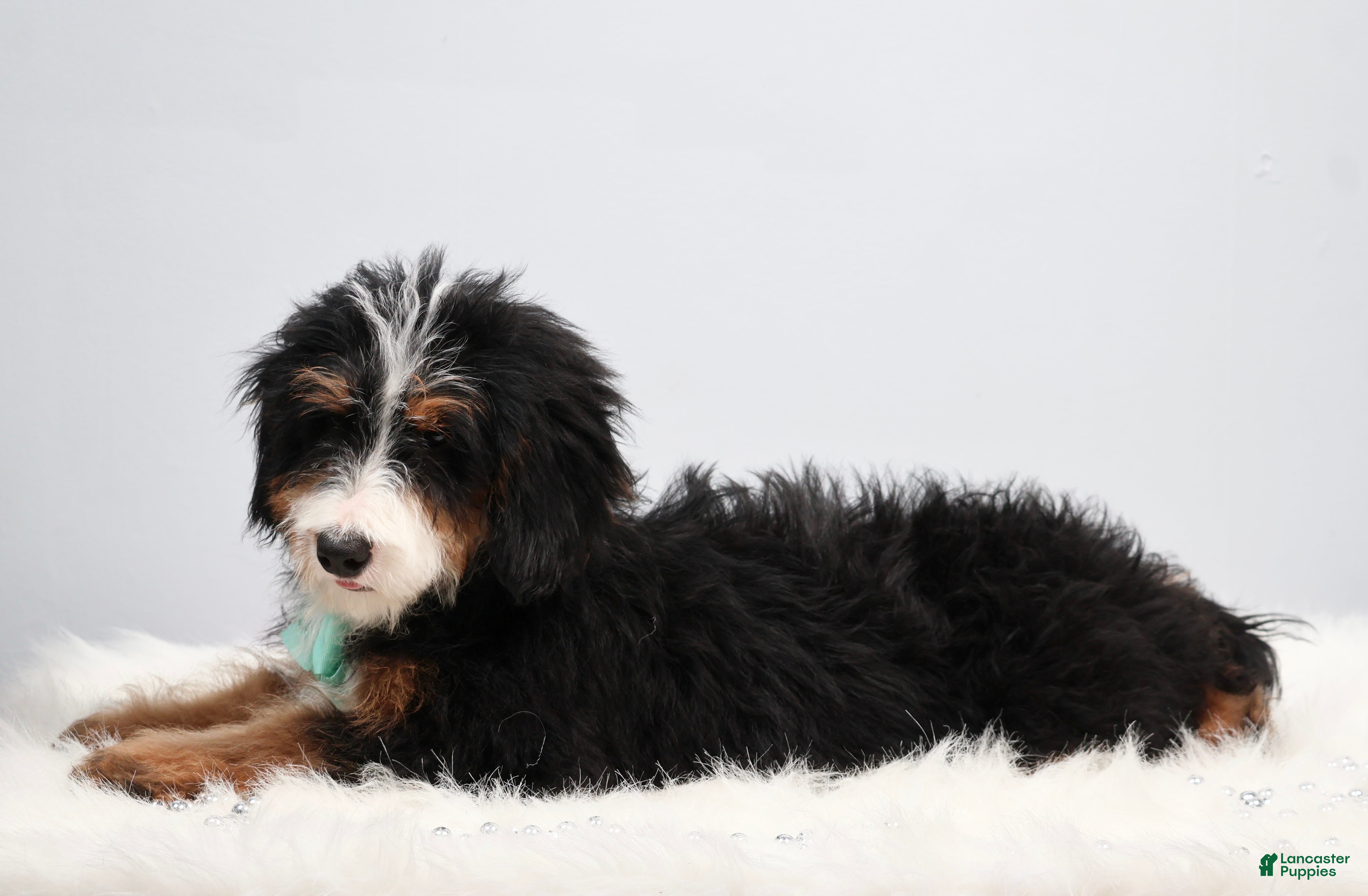 Mini Bernedoodle dogs Dakota - Ad 2