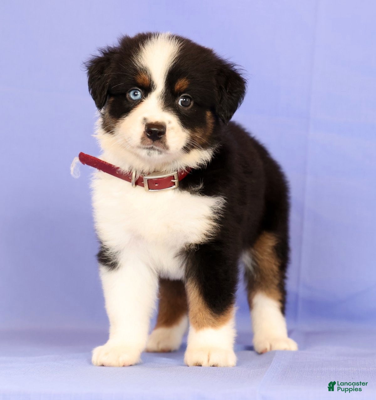 Miniature Australian Shepherd dogs for sale: Lydia - Ad 4