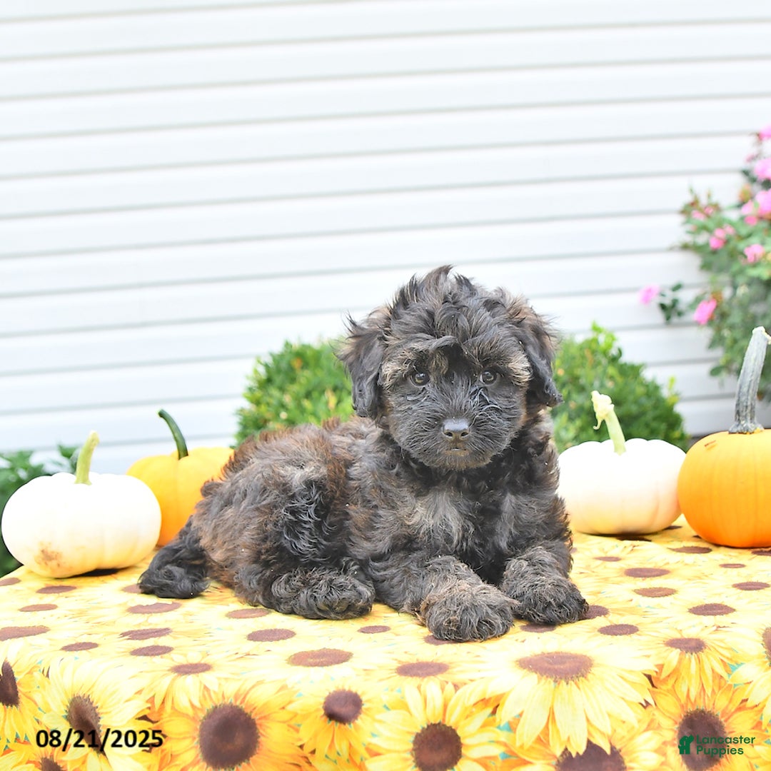 Shihpoo dogs for sale: Forrest  - Ad 2