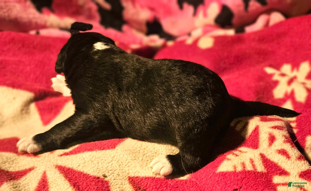 Border Collie dogs for sale: Ice - Ad 8