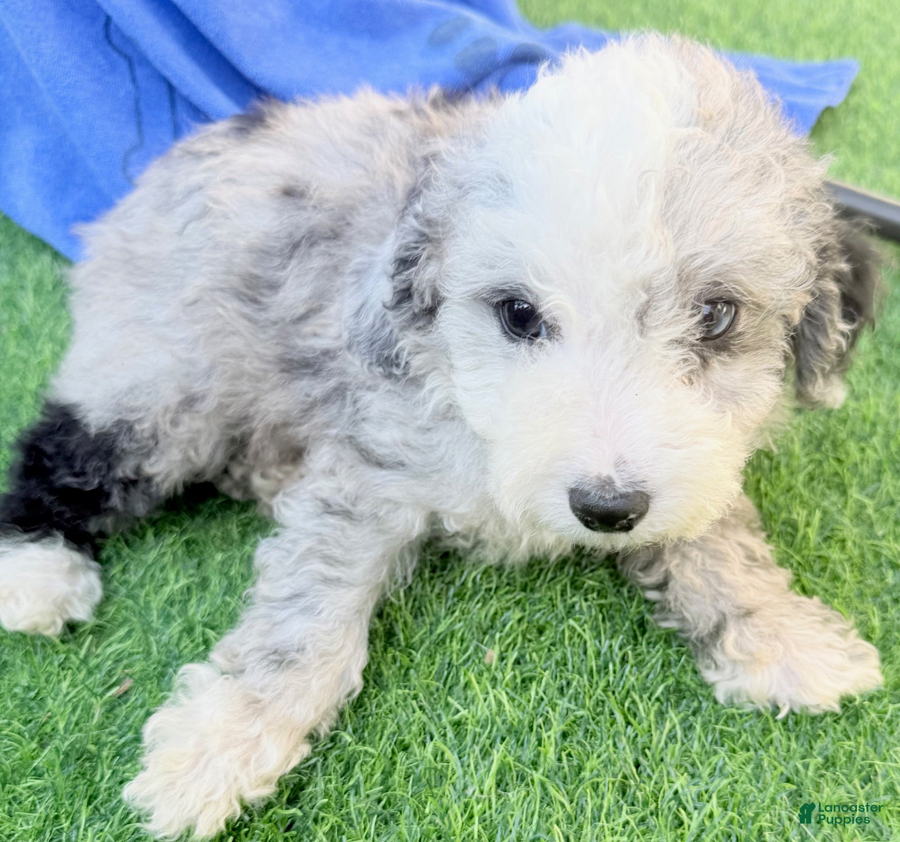 Mini Aussiedoodle dogs Landon - Ad 1