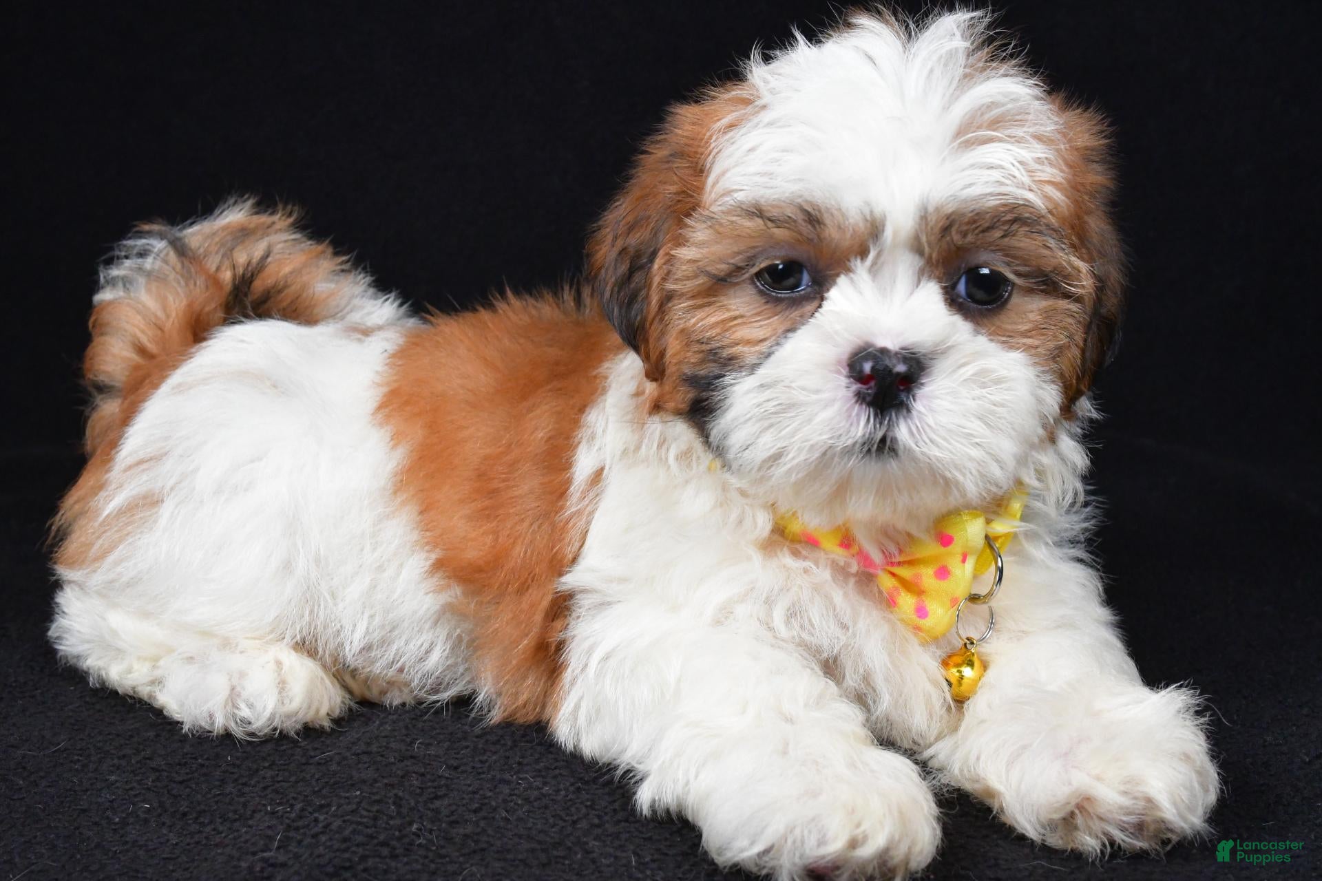 Shih Tzu dogs Tripp - Ad 1