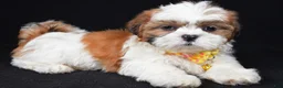 Shih Tzu dogs for sale: Tripp - Ad 1