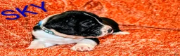 Presa Canario dogs for sale: Mr Neon  - Ad 34