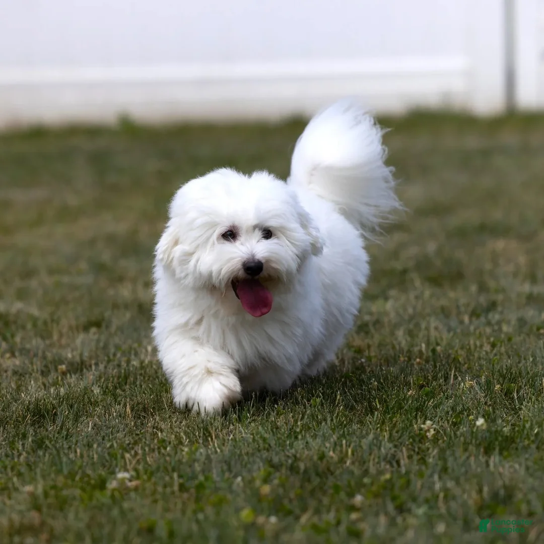 Coton De Tulear dogs for sale: Magnolia - Ad 9