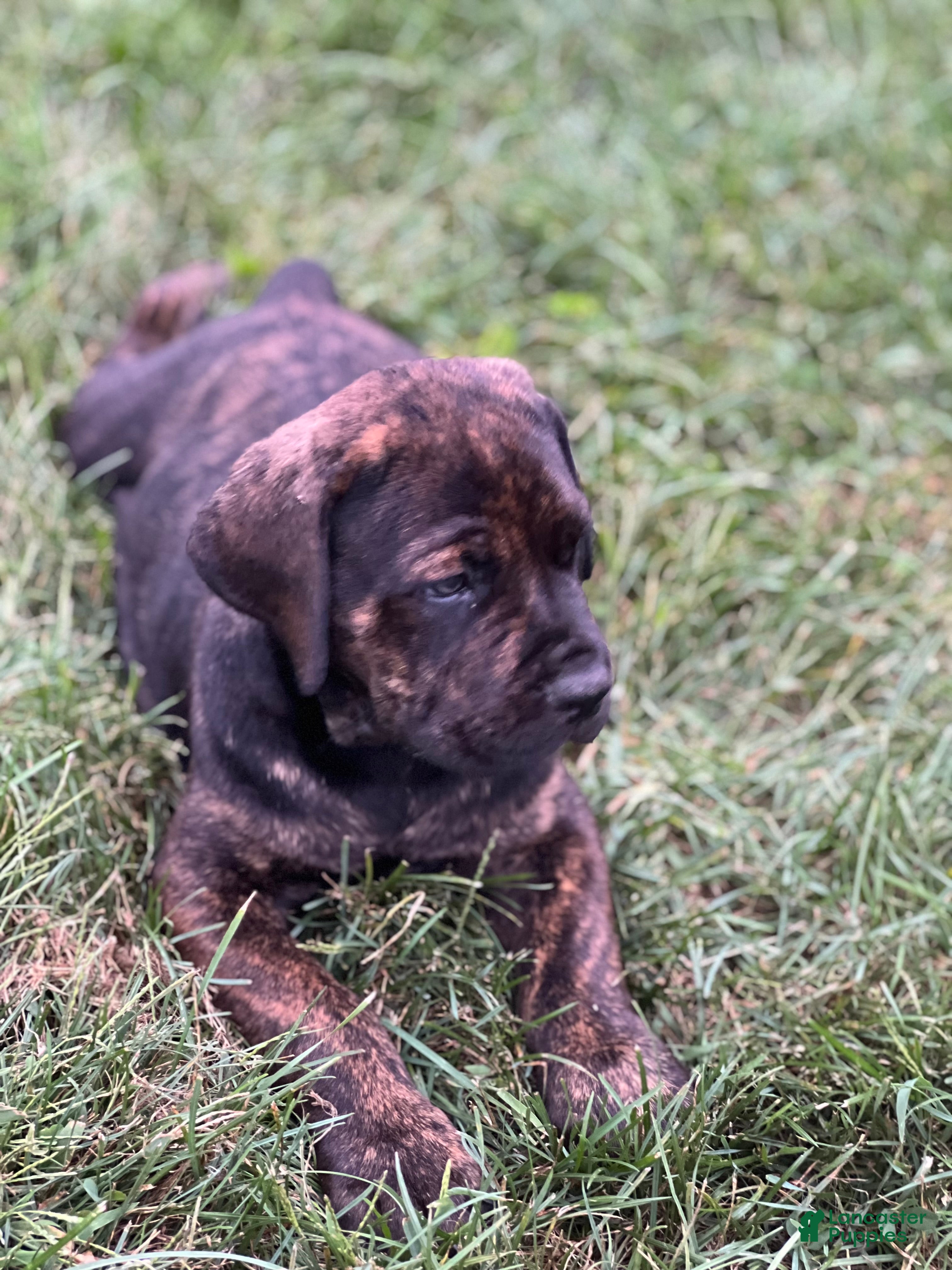 Cane Corso dogs Moses 659 - Ad 1