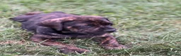 Cane Corso dogs for sale: Moses 659 - Ad 1