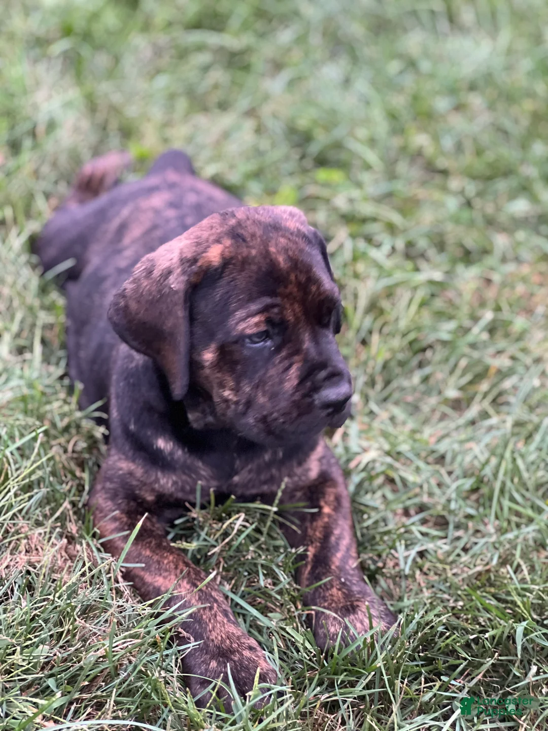 Cane Corso dogs for sale: Moses 659 - Ad 1