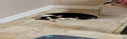 Welsh Corgi Pembroke dogs for sale: JJ - Ad 4